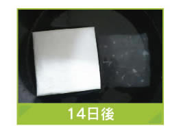 14日後
