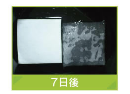 7日後